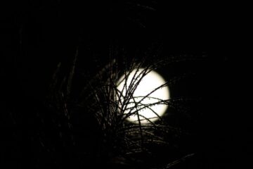 Moonlit Avenue Artistic image showing branches silhouetted against the glow of a full moon at night.