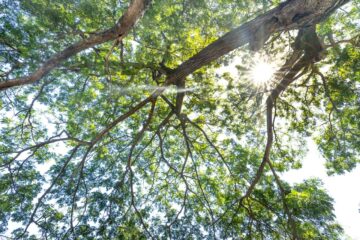 A stunning view of sunlight streaming through the leaves of a tree canopy, highlighting nature's beauty.